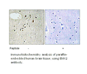 Product image for EMX2 Antibody