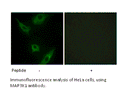 Product image for MAP3K1 Antibody