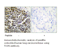 Product image for TCOF1 Antibody