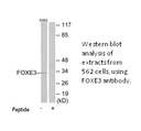 Product image for FOXE3 Antibody