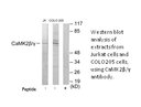 Product image for CaMK2&beta;/&gamma; Antibody