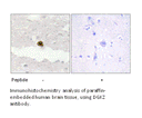 Product image for DGKZ Antibody