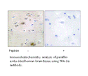 Product image for TRA-2&alpha; Antibody
