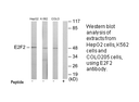 Product image for E2F2 Antibody