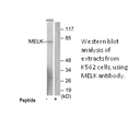 Product image for MELK Antibody