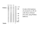 Product image for PSMD2 Antibody