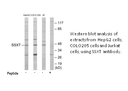 Product image for SSXT Antibody