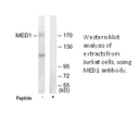 Product image for MED1 Antibody