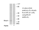 Product image for RhoH Antibody