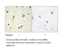 Product image for TSC22D1 Antibody