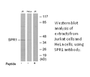 Product image for SPR1 Antibody