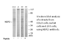 Product image for NDF2 Antibody