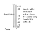 Product image for Smad1/5/9 Antibody