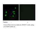 Product image for p97 MAPK Antibody