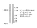 Product image for DGKD Antibody