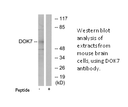 Product image for DOK7 Antibody