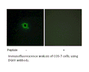 Product image for DGKK Antibody