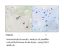 Product image for DGKK Antibody