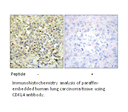 Product image for CDKL4 Antibody