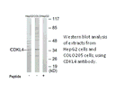 Product image for CDKL4 Antibody