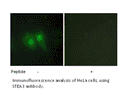 Product image for STEA3 Antibody