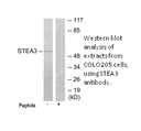 Product image for STEA3 Antibody