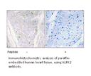 Product image for ALPK2 Antibody