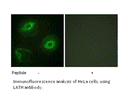 Product image for LATH Antibody