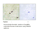 Product image for TRIM59 Antibody