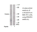 Product image for TRIM59 Antibody