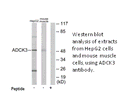 Product image for ADCK3 Antibody