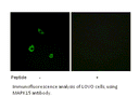 Product image for MAPK15 Antibody