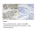Product image for MAPK15 Antibody