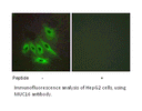 Product image for MUC16 Antibody