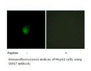 Product image for SMG7 Antibody
