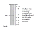 Product image for AP2C Antibody