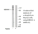 Product image for MEKKK 1 Antibody