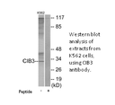 Product image for CIB3 Antibody