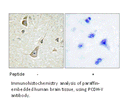 Product image for PCDH-Y Antibody