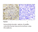 Product image for IRX2 Antibody