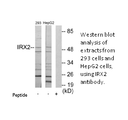 Product image for IRX2 Antibody