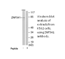 Product image for ZNF541 Antibody
