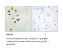 Product image for NT5C3 Antibody