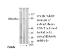 Product image for SEMA4A Antibody
