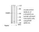 Product image for FKRP Antibody