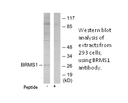 Product image for BRMS1 Antibody