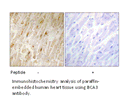 Product image for BCA3 Antibody