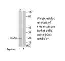 Product image for BCA3 Antibody