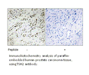 Product image for TSH2 Antibody