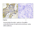 Product image for IARS2 Antibody